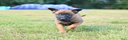 Belgian Shepherd Dog dogs for sale: Belgian Malinois/dutch herder  in Nantwich - Advert 8