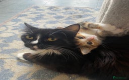 British Longhair cats for sale: 4 Beautiful tabby kittens - Image 9