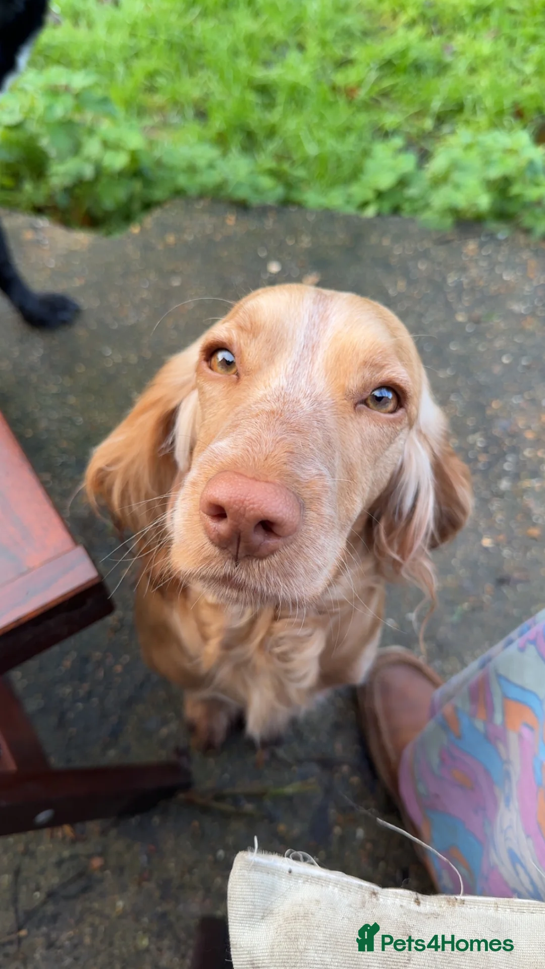 Cocker Spaniel dogs for sale: Working cocker spaniel puppies for sale in Ewhurst - Advert 3