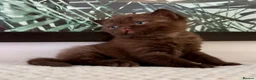 British Shorthair cats for sale: 🐾💙Beautifully Stunning GCCF BSH Kittens💙🐾 - Advert 37