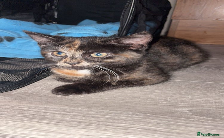 Domestic Shorthair cats - Advert 6