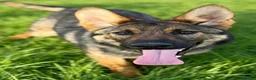 German Shepherd dogs for sale: 7 Month Old German Shepherd Female German Import - Advert 1