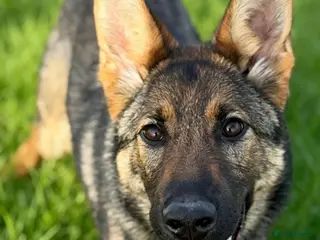 German Shepherd dogs 7 Month Old German Shepherd Female German Import - Advert 3