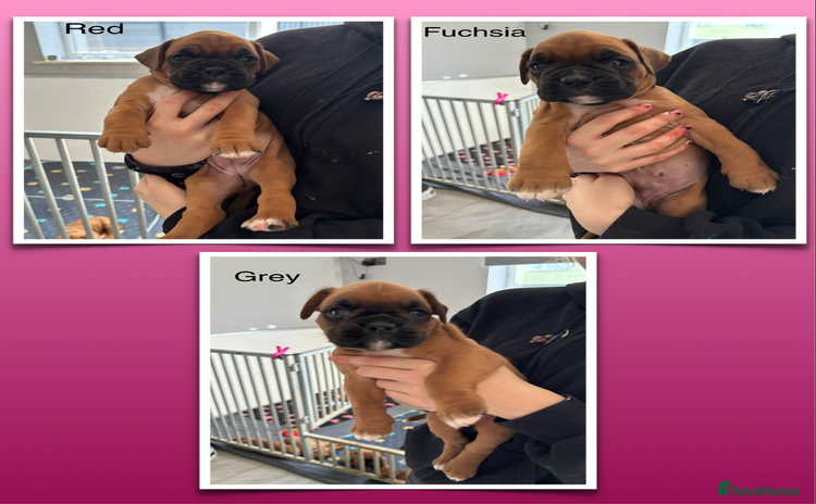 Boxer dogs - Advert 1