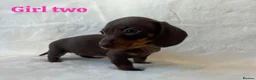 Miniature Dachshund dogs for sale: Stunning miniature dachshund puppies  in Sittingbourne - Advert 9