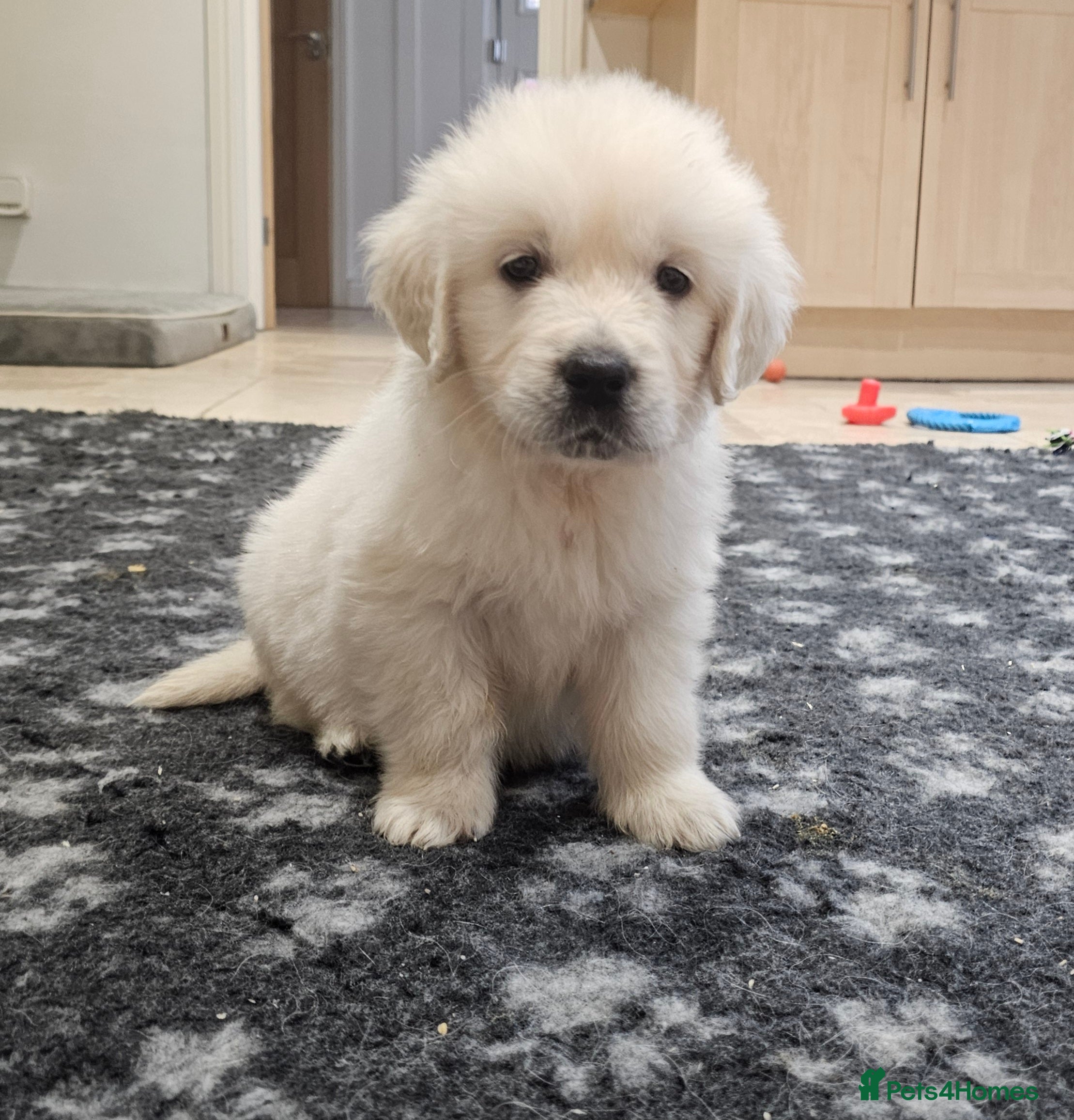 Golden Retriever dogs Extensively Health Tested English Cream Puppies - Advert 12