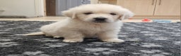 Golden Retriever dogs for sale: Extensively Health Tested English Cream Puppies - Advert 1