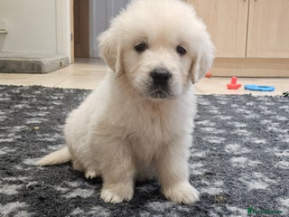 Golden Retriever dogs Extensively Health Tested English Cream Puppies - Advert 10