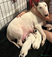 English Bull Terrier dogs KC Reg English bull terrier puppies - Advert 2