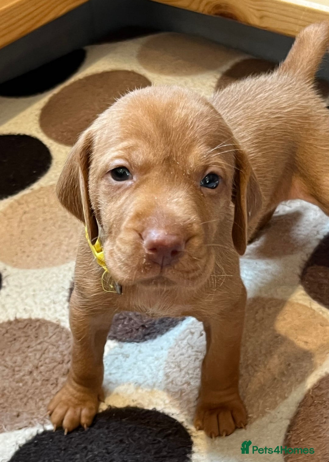 Hungarian Vizsla dogs for sale: Wonderful puppies from mum with 0/0 hip score.  - Image 6