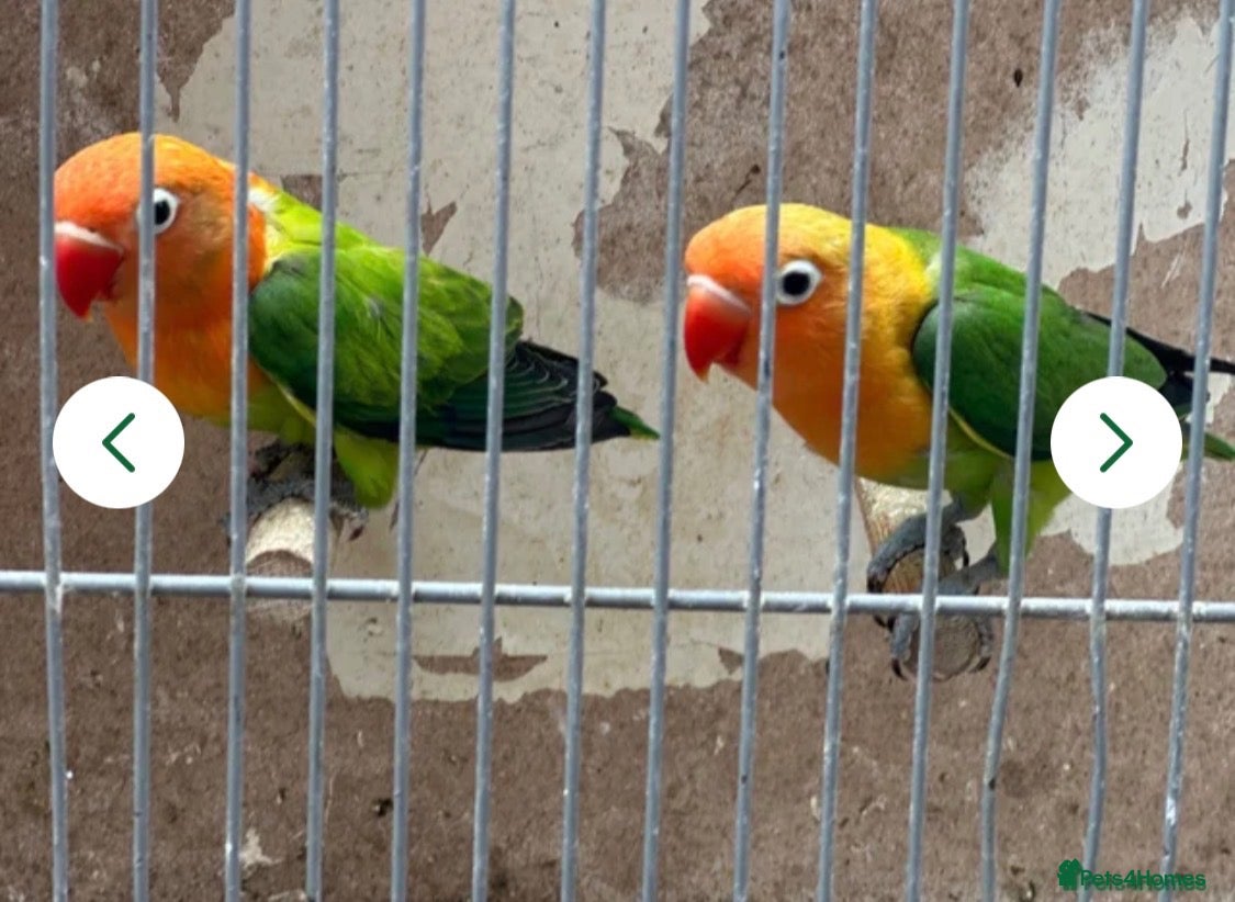 Lovebirds birds Lovebirds  - Advert 2