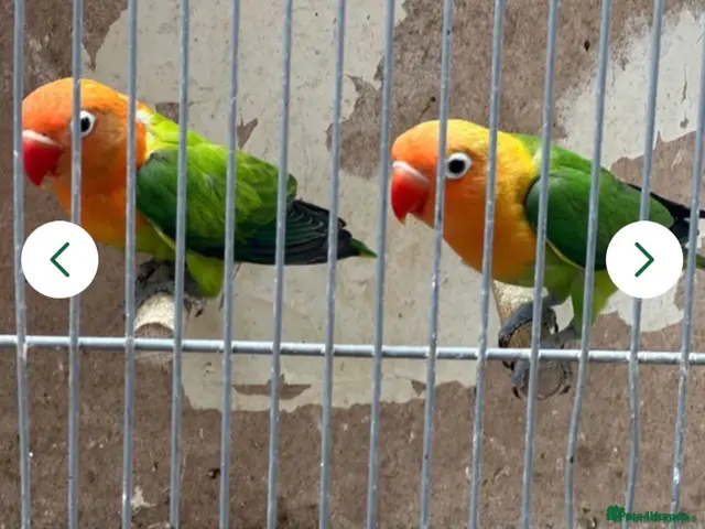 Lovebirds birds Lovebirds - Advert 2