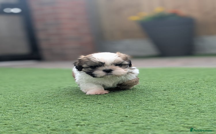 Shih Tzu dogs - Advert 4
