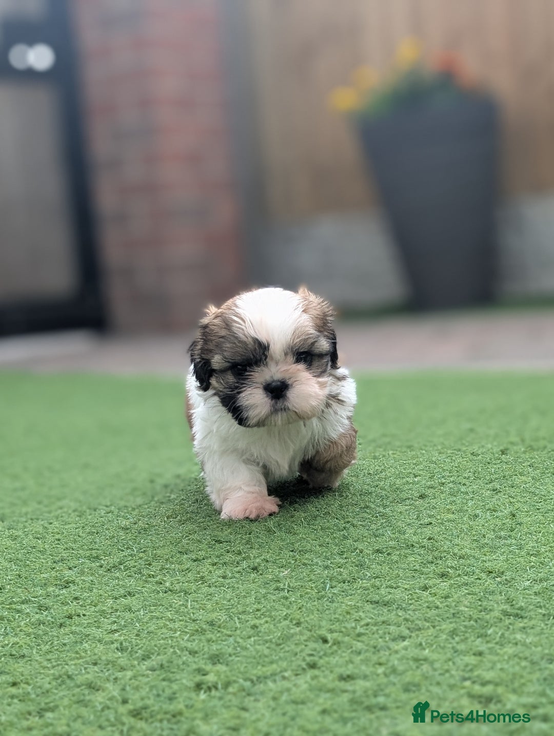 Shih Tzu dogs for sale: Beautiful Puppies From Show Lines  - Image 4