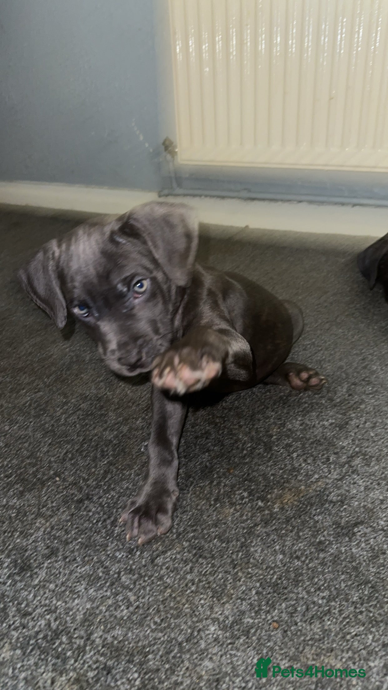 Cane Corso dogs Cane corso puppies - Advert 3