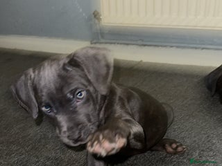 Cane Corso dogs Cane corso puppies - Advert 1