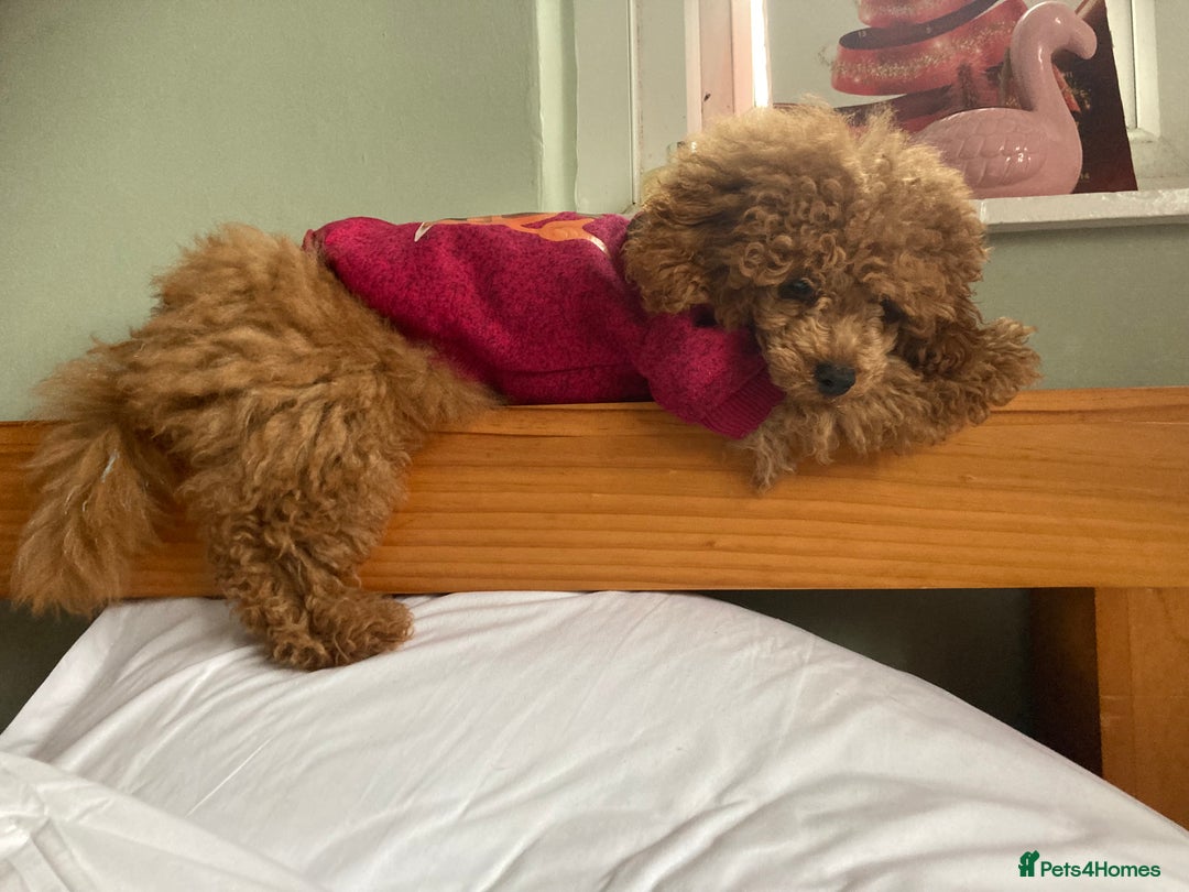 Toy Poodle dogs for stud:  toy poodle stud - Image 3