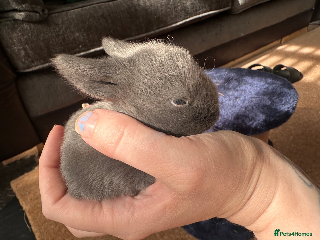 Mini Lop rabbits for sale: Mini lop Bunnies  in Woking - Image 1