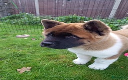 Akita dogs for sale: Beautiful KC registered Akitas  - Image 15