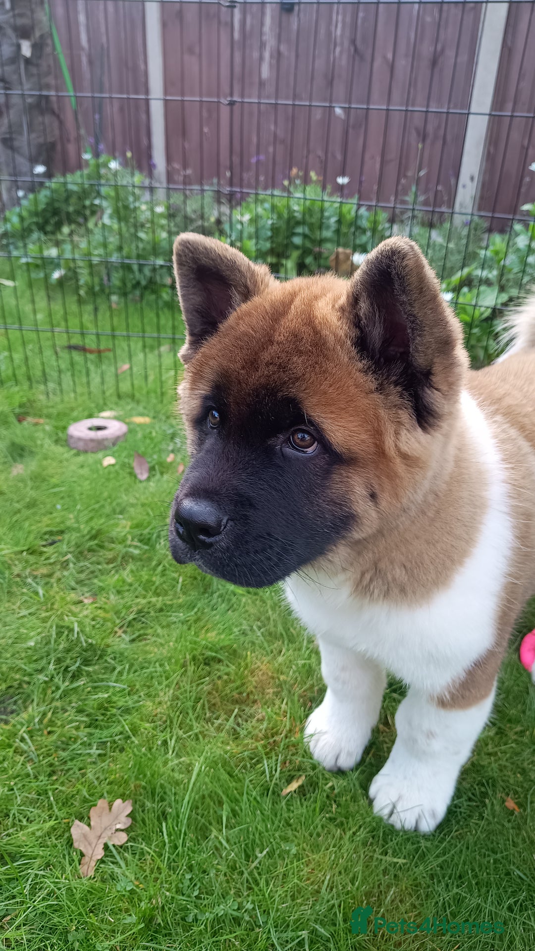 Akita dogs for sale: Beautiful KC registered Akitas  - Image 15