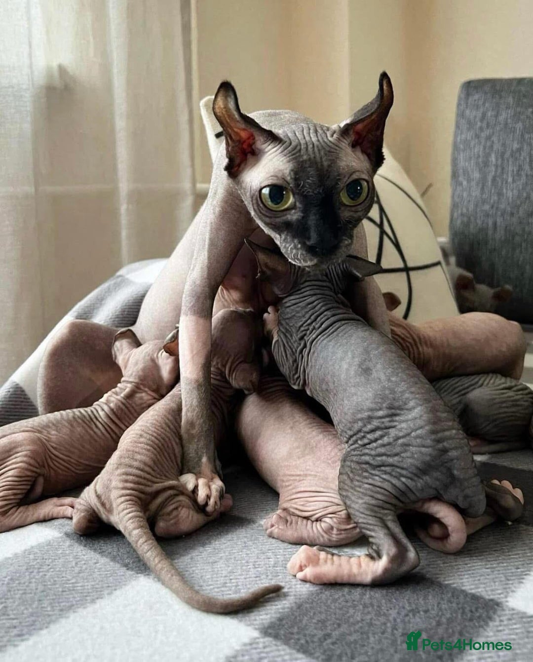 Sphynx cats for sale: Gorgeous pedigree sphynx - Image 12