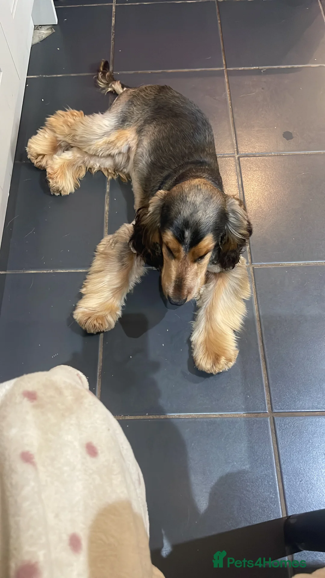 Cocker Spaniel dogs for stud: Beautiful Proven Stunning Show. Cocker  - Advert 2