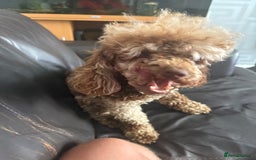 Toy Poodle dogs for stud: Chocolate Merle Toy Poodle at stud  - Image 3