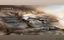 Maine Coon cats for sale: Mainecoon Kittens  - Image 9