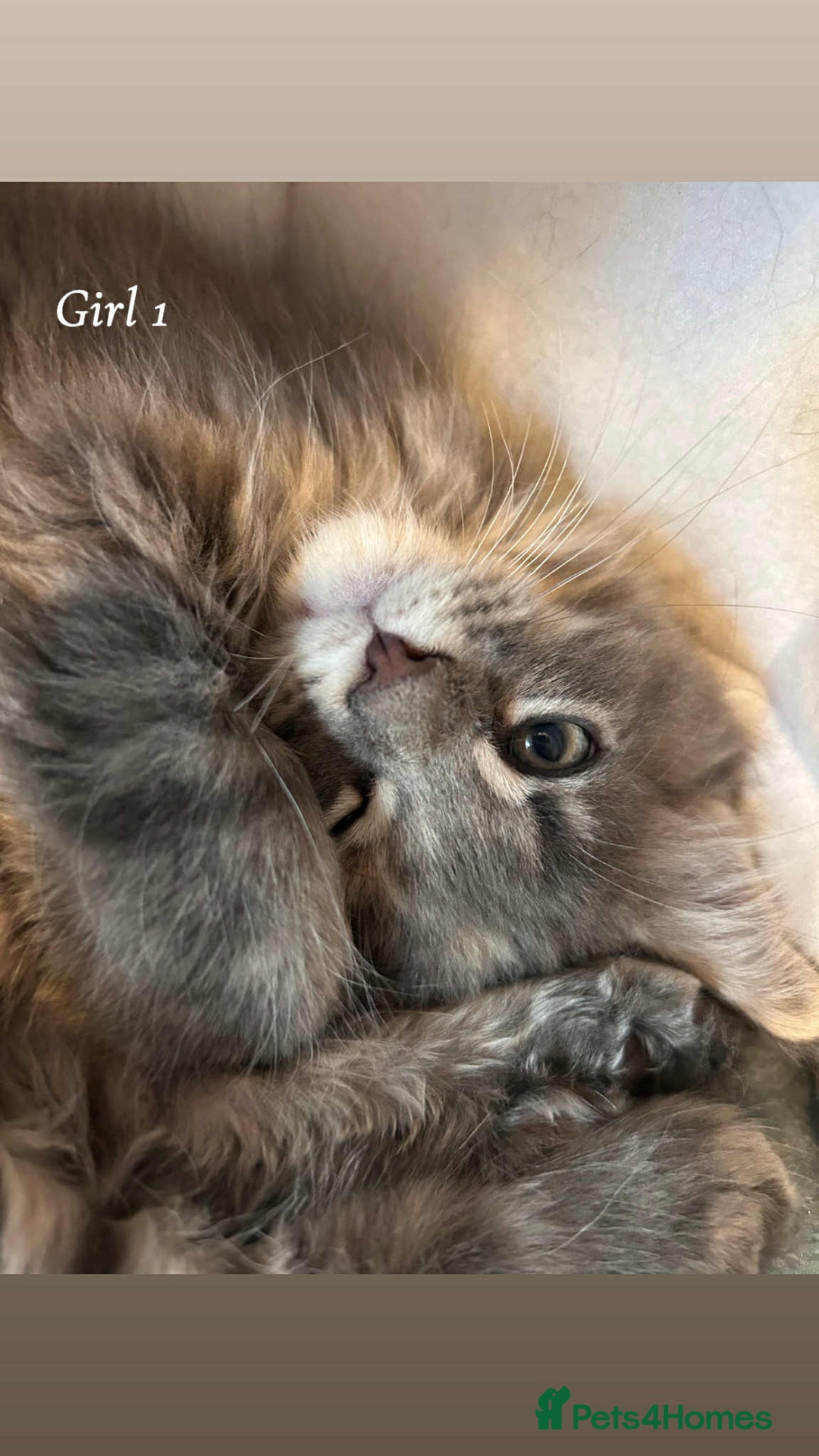 Maine Coon cats for sale: Mainecoon Kittens  - Image 9