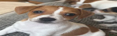 Jack Russell 3