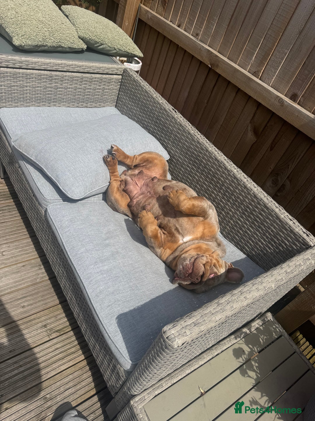 English Bulldog dogs for sale: Bulldog for rehome  - Image 2