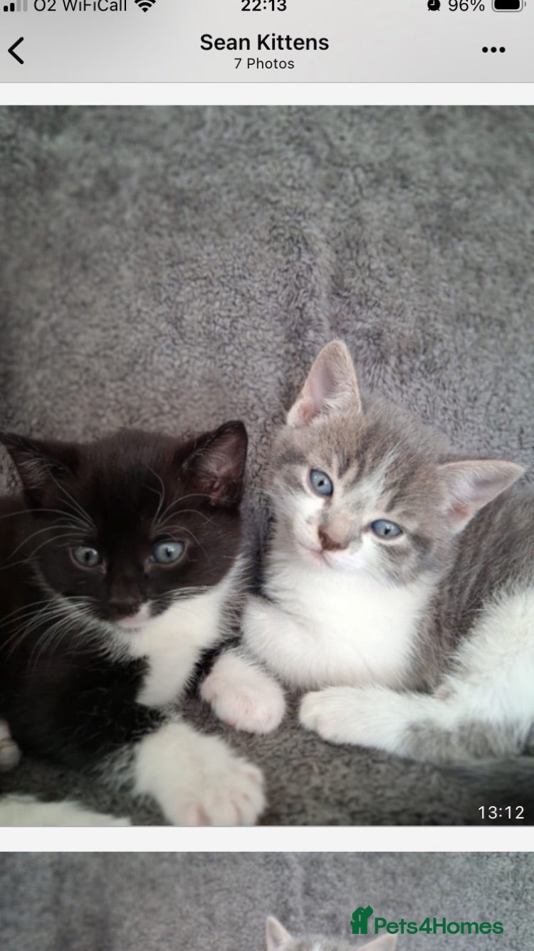 Mixed Breed cats Adorable little kittens - Advert 13