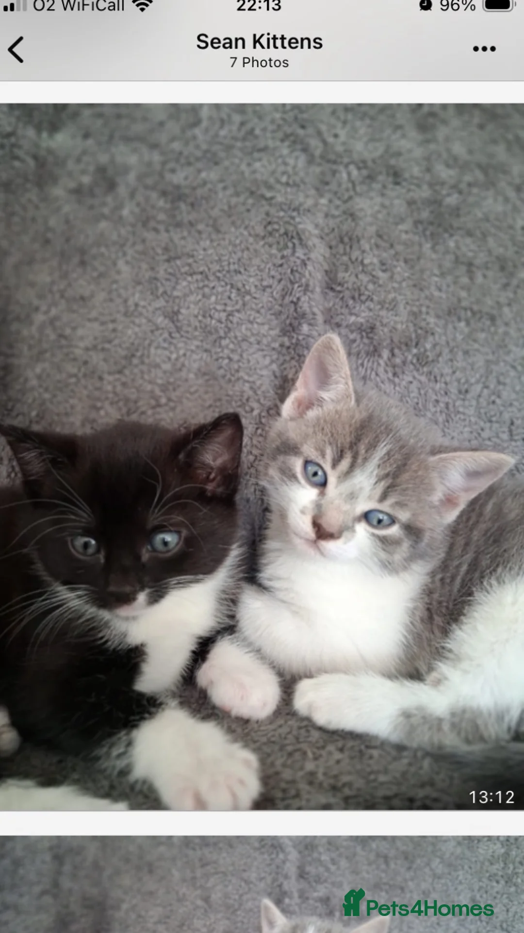 Mixed Breed cats for sale: Adorable little kittens - Advert 1