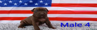 American Bull Staffy 4