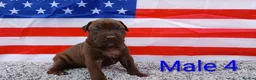 American Bull Staffy dogs for sale: American bull - Advert 36