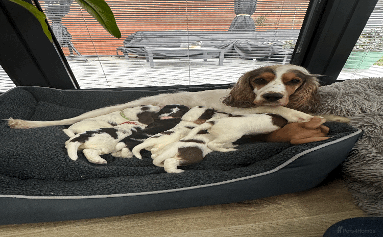 Cocker Spaniel dogs - Advert 3