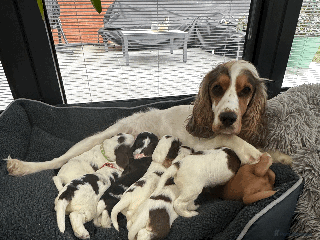 Cocker Spaniel dogs Cocker Spaniels Puppies - working/show line - Advert 3