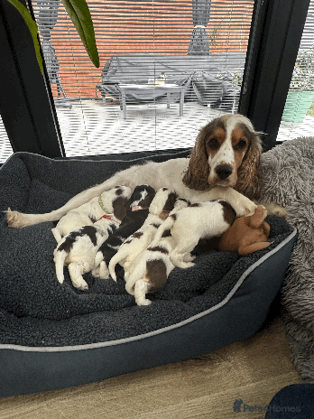 Cocker Spaniel dogs - Advert 3