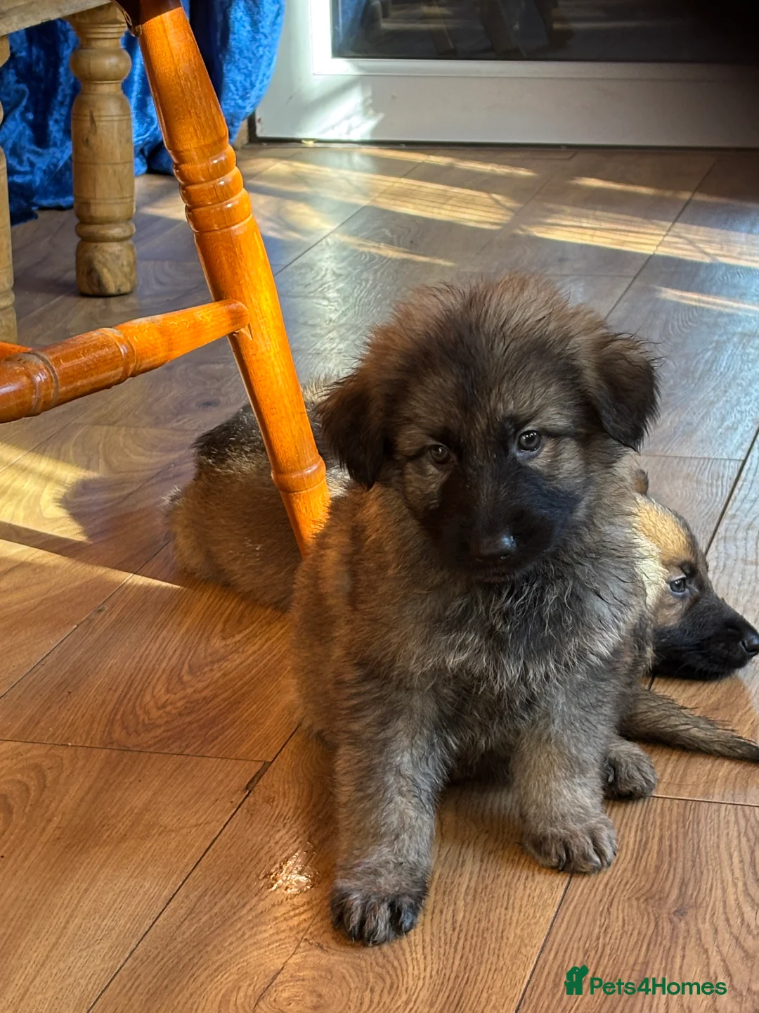 German Shepherd dogs for sale: German shepherd puppies for sale - Advert 1