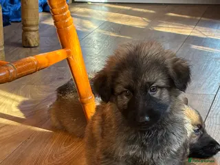 German Shepherd dogs German shepherd puppies for sale - Advert 1