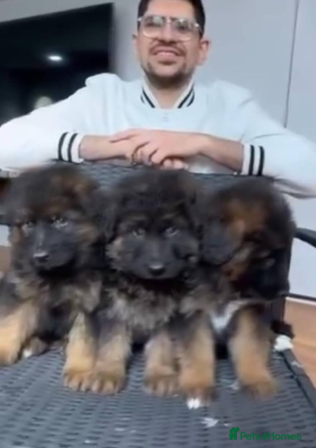 German Shepherd dogs for sale: Intelligent German Shepherd Puppies for Sale - Image 12