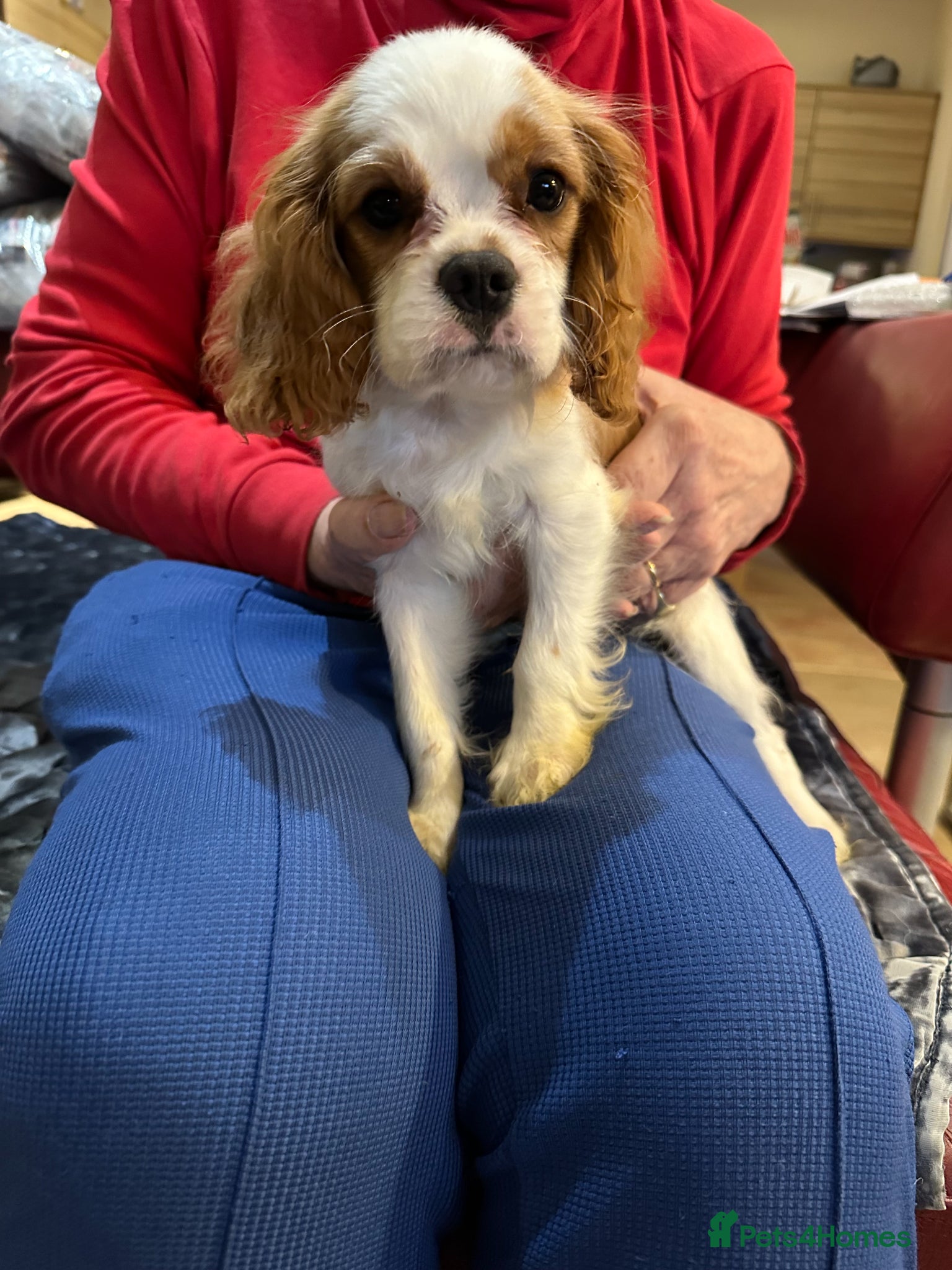 Cavalier King Charles Spaniel dogs Stunning Male Cavalier King Charles Bleinham Puppy - Advert 1