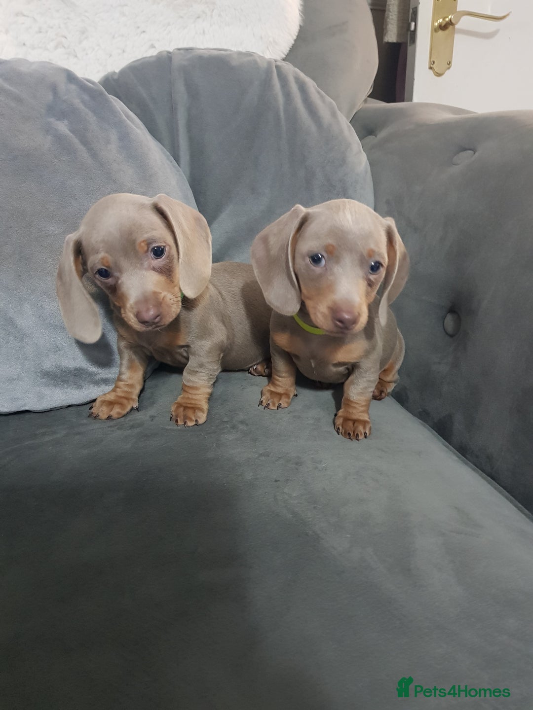 Miniature Dachshund dogs for sale: Miniature dachshund  - Advert 24