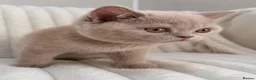 British Shorthair cats for sale: READY NOW British Shorthair Kittens Pet Homes Only - Advert 10