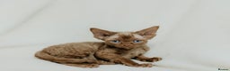 Devon Rex cats for sale: Adorable GCCF Registered DevonRex Kittens FOR SALE - Advert 25