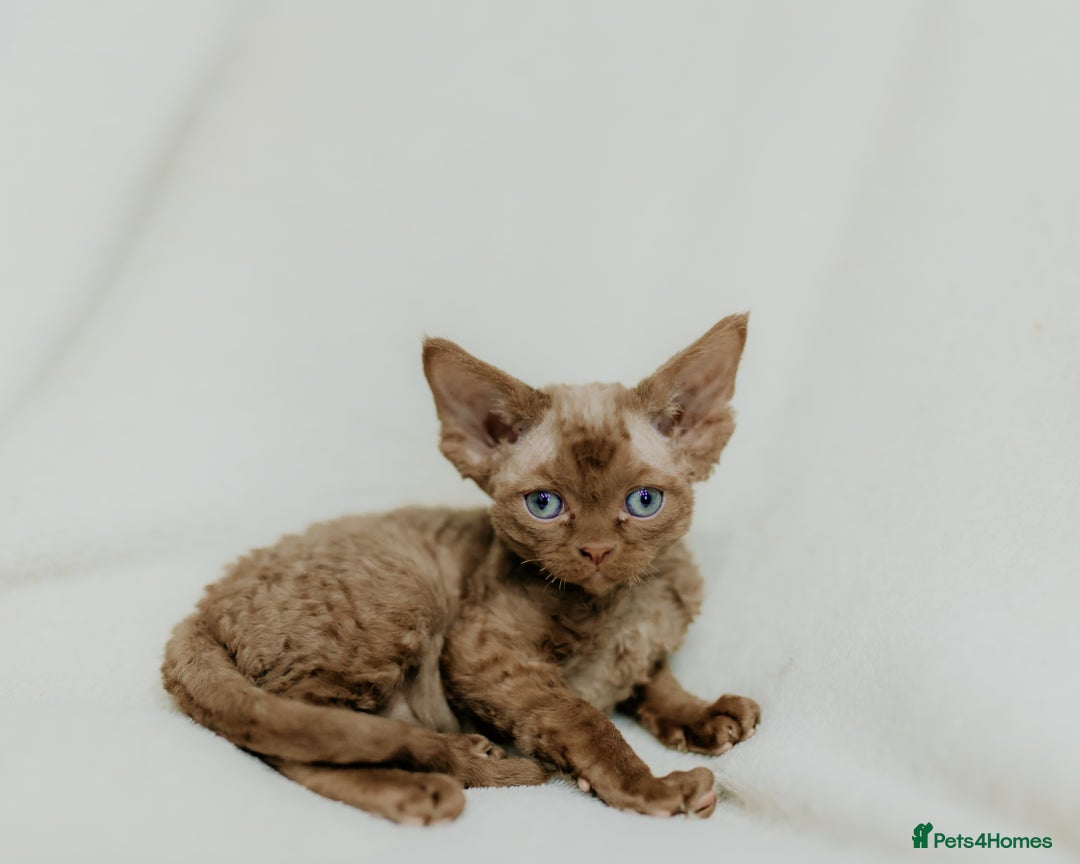 Devon Rex cats for sale: Adorable GCCF Registered DevonRex Kittens FOR SALE - Advert 25