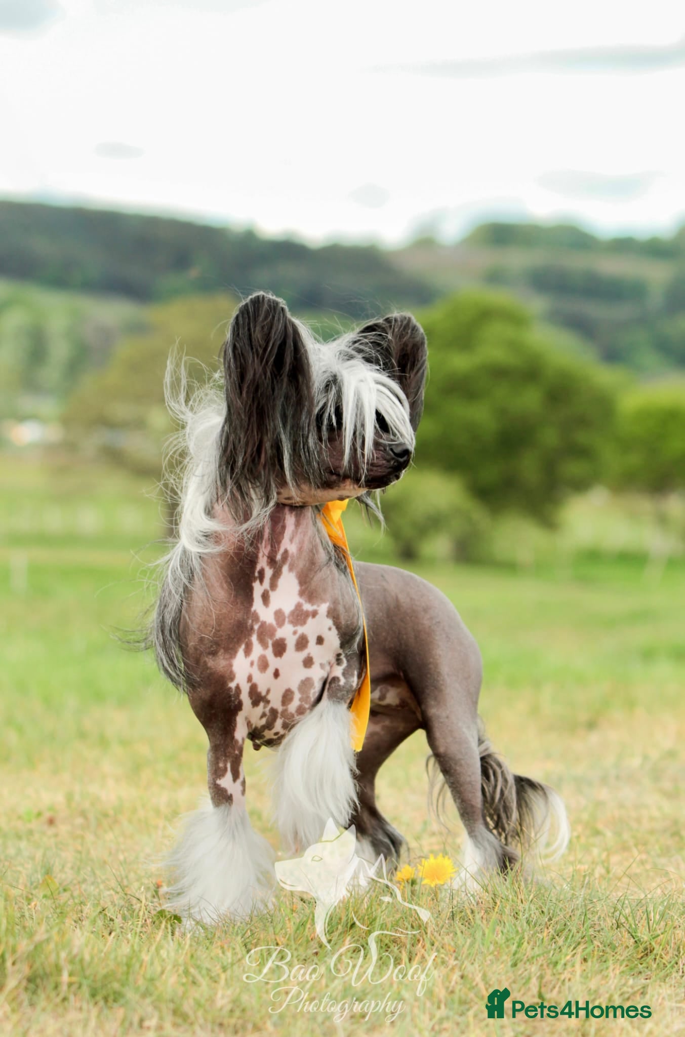 Chinese Crested dogs ✨ Planned Chinese Crested Litter – Summer 2026 ✨ - Advert 1