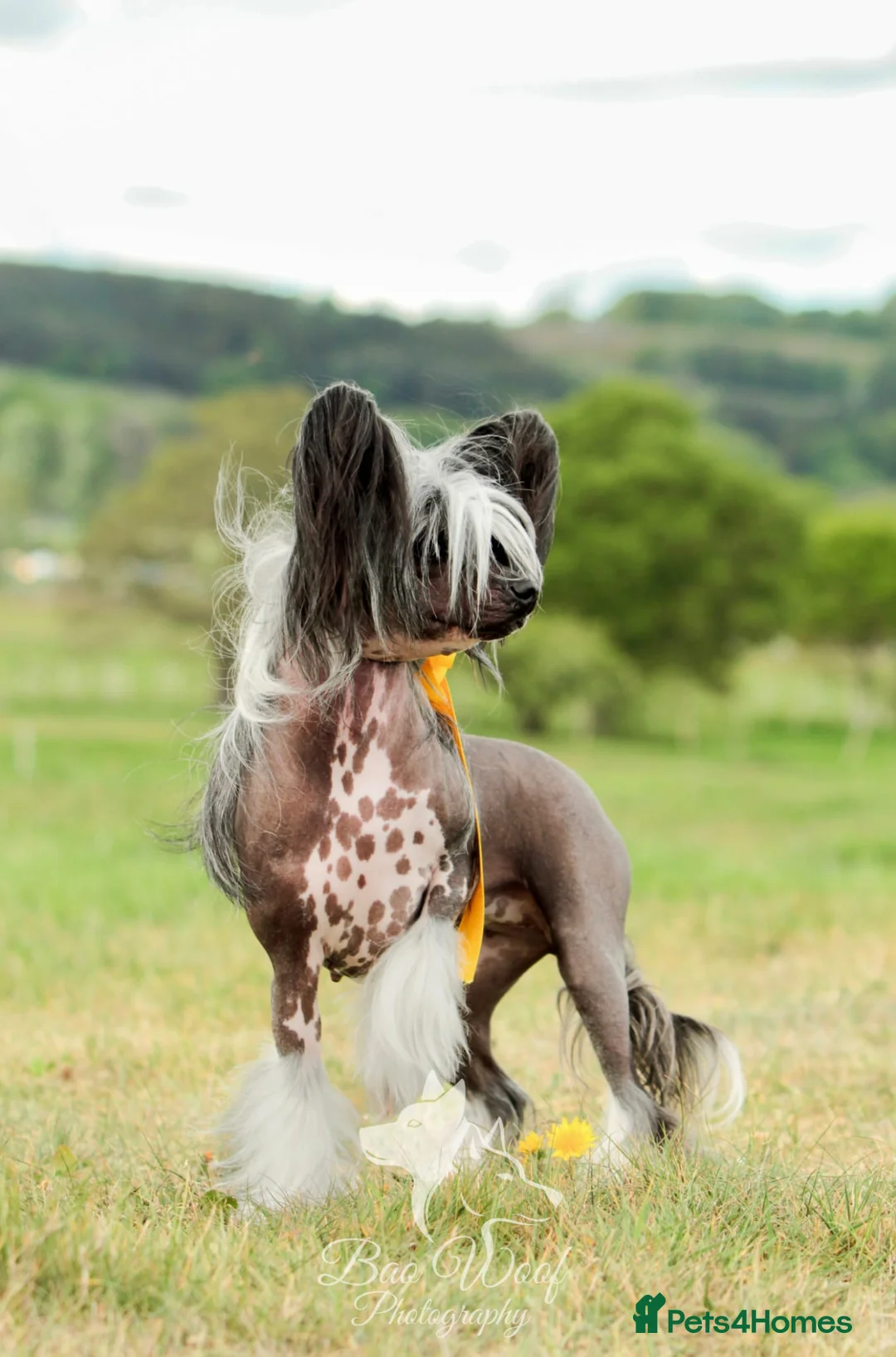 Chinese Crested dogs for sale: ✨ Planned Chinese Crested Litter – Summer 2026 ✨ - Advert 1