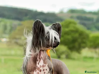 Chinese Crested dogs ✨ Planned Chinese Crested Litter – Summer 2026 ✨ - Advert 5