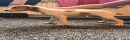 Lurcher dogs for sale: Lurcher pups  in Burnley - Advert 7